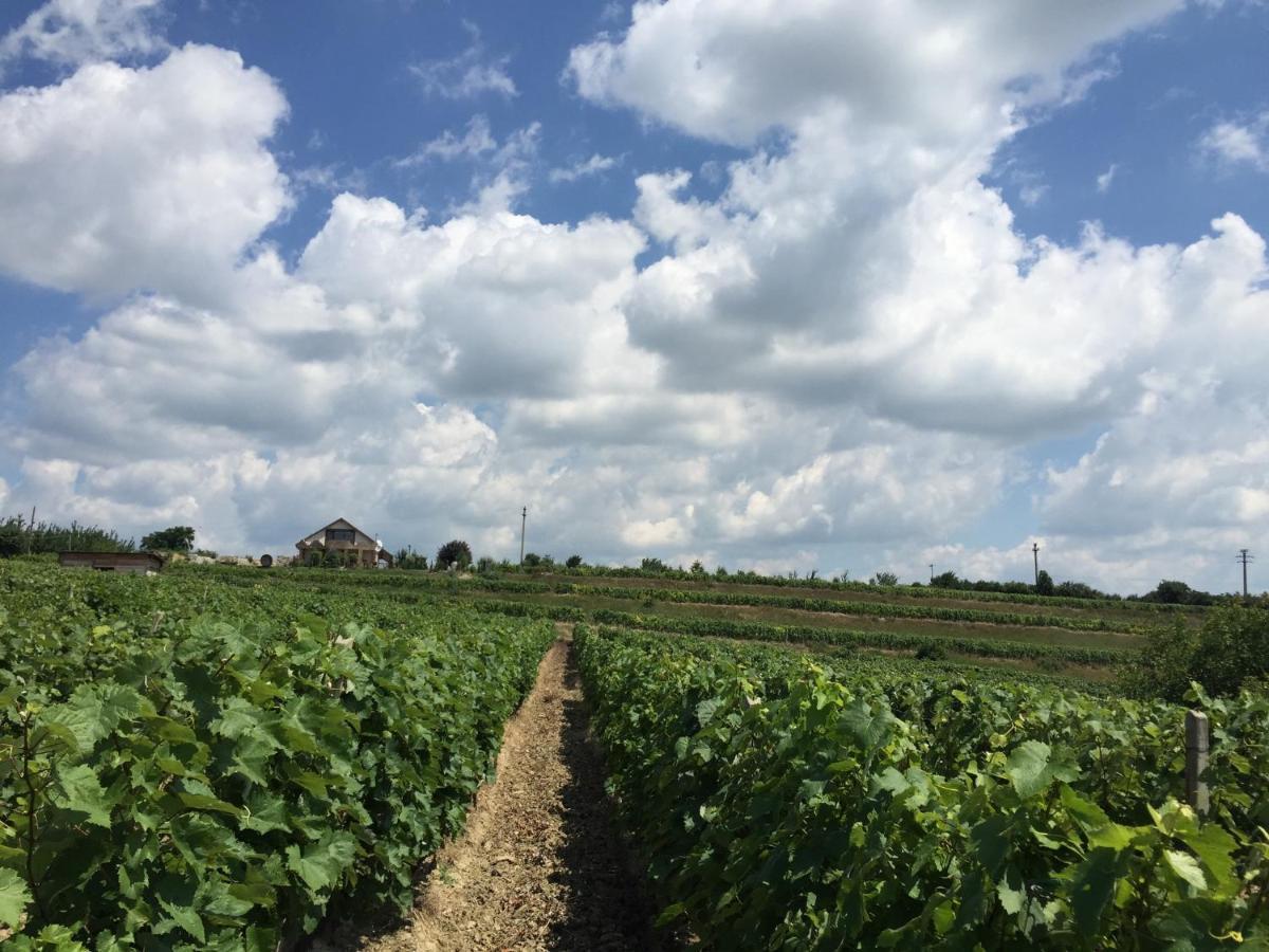 Wineyards Salin Acomodação com café da manhã Turda Exterior foto