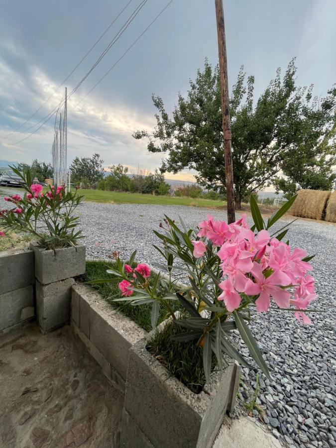 Wineyards Salin Acomodação com café da manhã Turda Exterior foto